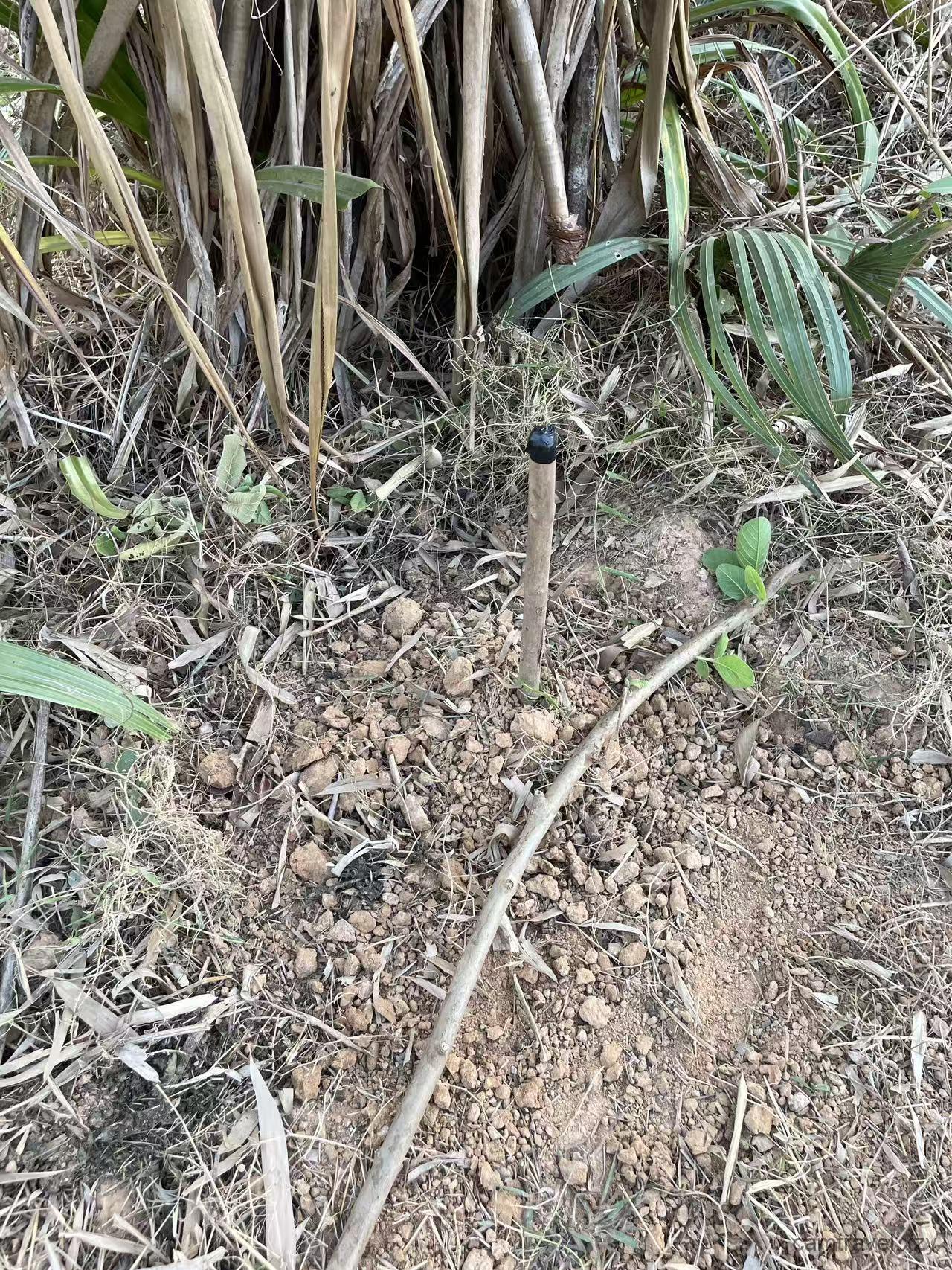 H1: How to Boost Guava Growth in Cambodia’s Hard Red Soil: A Strategic Guide